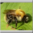 Bombus pascuorum - Ackerhummel 03.jpg